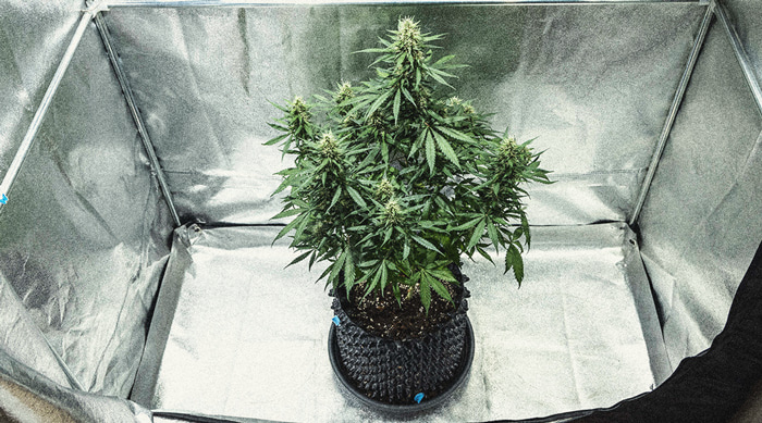 Learn How To Grow Autoflowers: Week-By-Week Guide