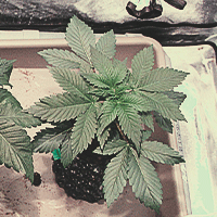 The image shows a vibrant 5-week-old cannabis seedling in the vegetative phase, characterized by a sturdy main stem and an extensive canopy of healthy fan leaves. The plant exhibits significant growth, with numerous true leaves that enhance its capacity for photosynthesis. This stage reflects the seedling's vigorous development, indicating it is well on its way to becoming a robust cannabis plant as it prepares for the upcoming transition to the flowering stage.