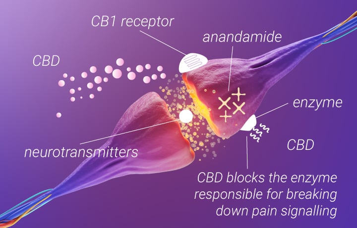 Marijuana for Back Pain: CBD