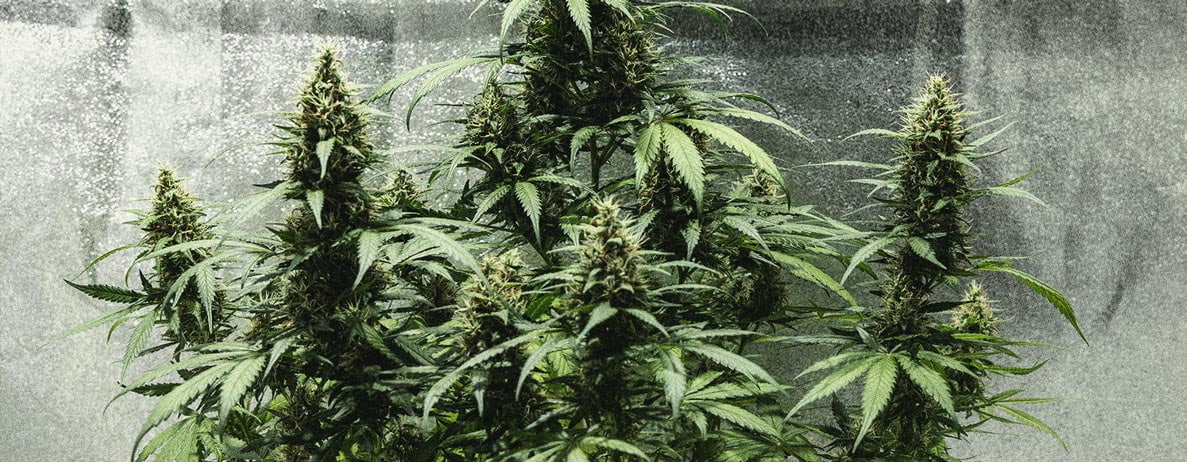 Learn How To Grow Autoflowers: Week-By-Week Guide