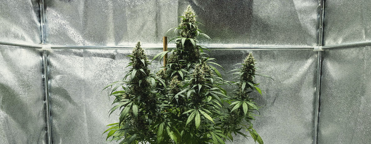 Learn How To Grow Autoflowers: Week-By-Week Guide