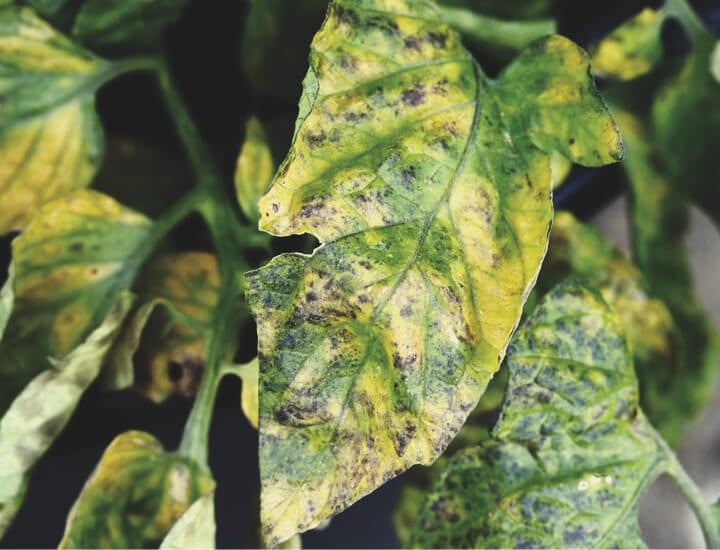 Leaf Septoria Leaf Septoria