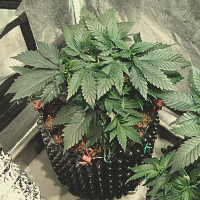 The image shows a cannabis plant at 8 weeks of growth during the vegetative phase. The plant is fully developed with a sturdy main stem and large, healthy fan leaves spread across its branches. At this stage, the plant exhibits significant vertical and lateral growth, preparing for the transition to the flowering phase. The dense foliage reflects a well-nourished plant that has benefited from optimal light, nutrients, and space for root expansion during this critical period of the growing cycle.