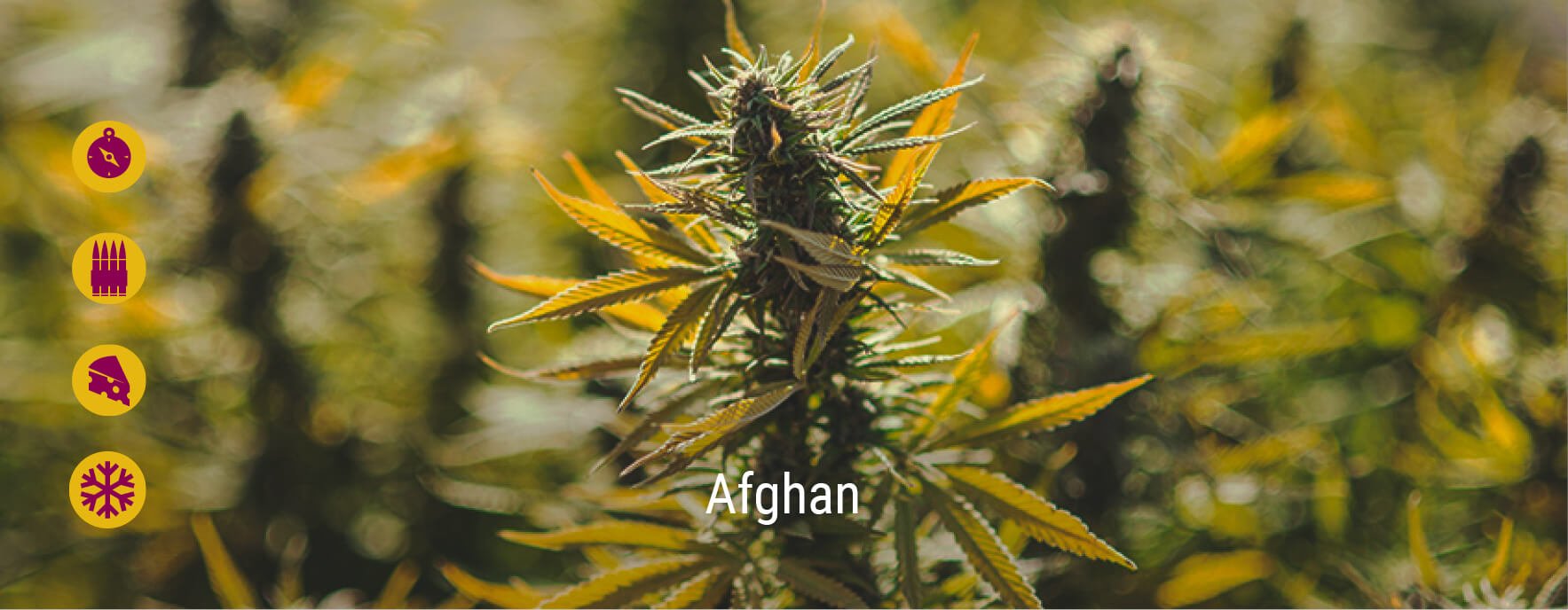 Afghan