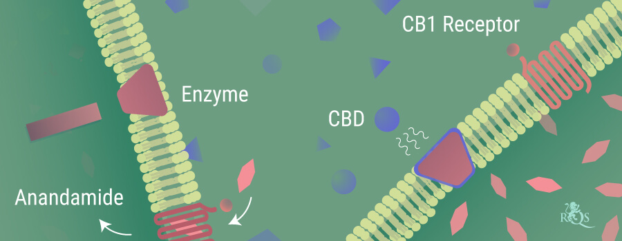 Anandamide Breaking Down