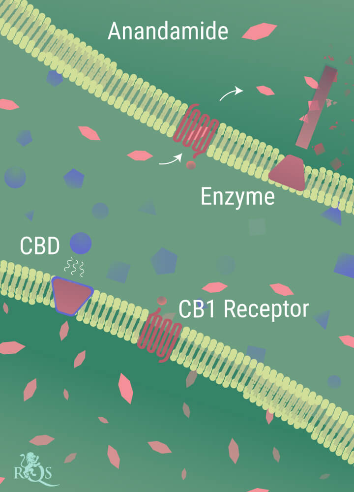 Anandamide Breaking Down