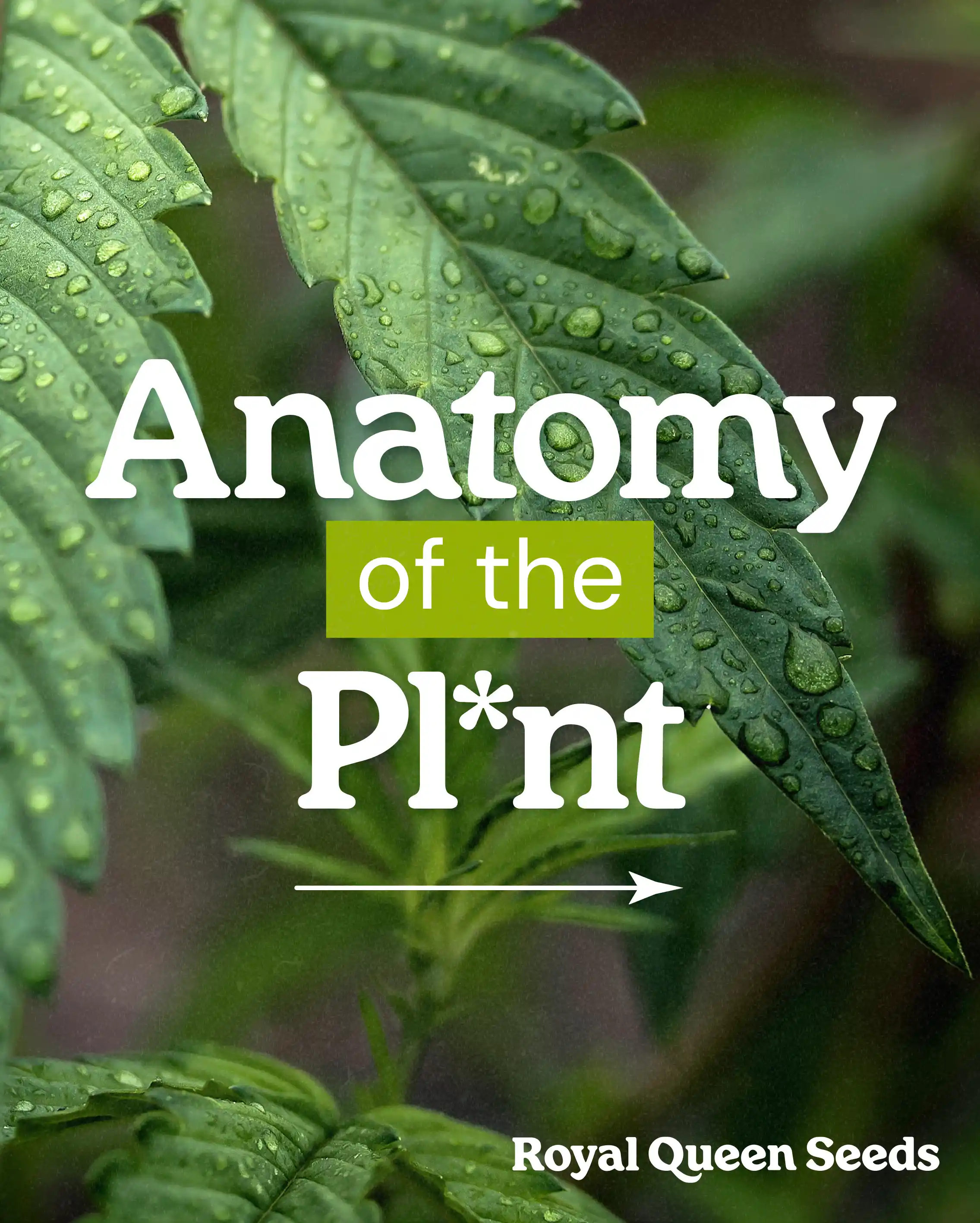 plant anatomy