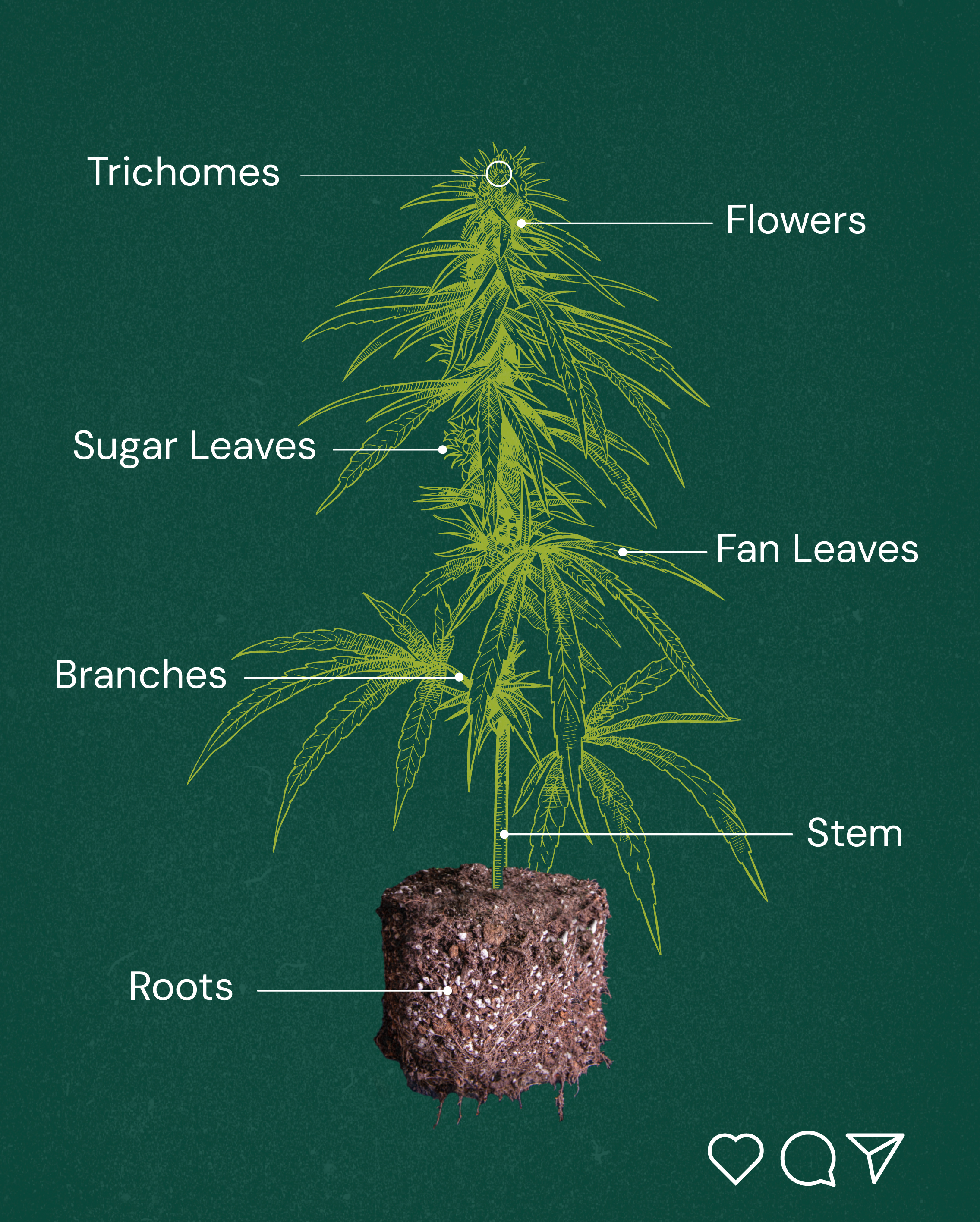 plant anatomy 2