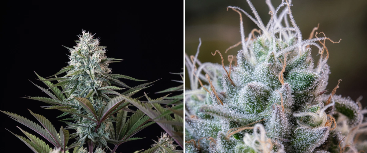 Astro Lemonade F1 cannabis bud with dense resinous flowers, frosty trichomes, white pistils, and purple-green foliage against a dark background.