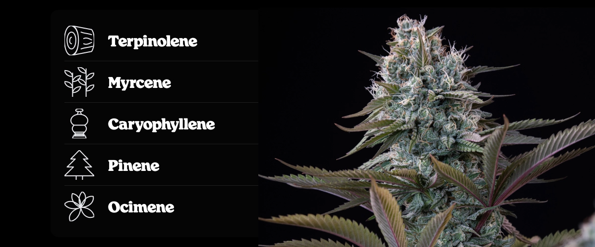 Astro Lemonade F1 cannabis bud with terpene profile showing terpinolene, ocimene, caryophyllene, myrcene, and pinene.