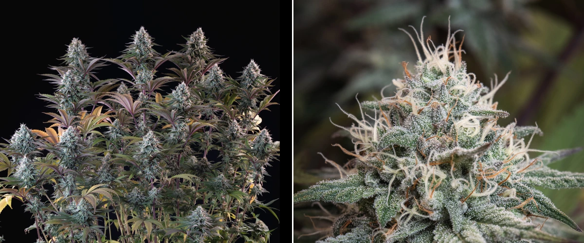 Astro Lemonade F1 cannabis plant with dense frosty buds, white pistils, purple leaves, and heavy resin production against a dark background.