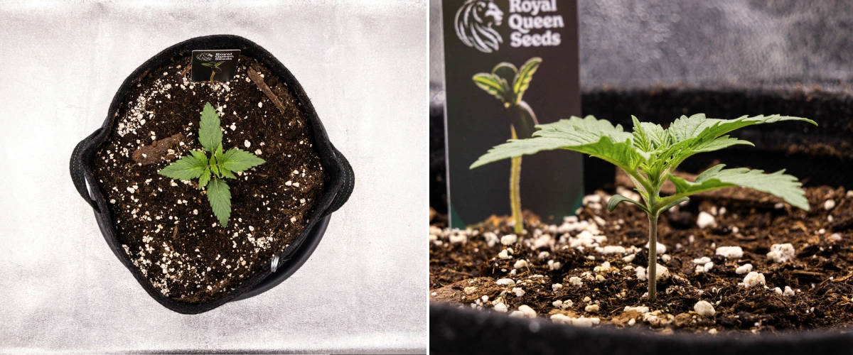 Atlas F1 Grow Report: Week 1 Seedling Stage Atlas F1 cannabis seedling growing in a fabric pot during week 1 of the grow report, showing early leaf development, healthy soil, perlite, and a Royal Queen Seeds plant label.