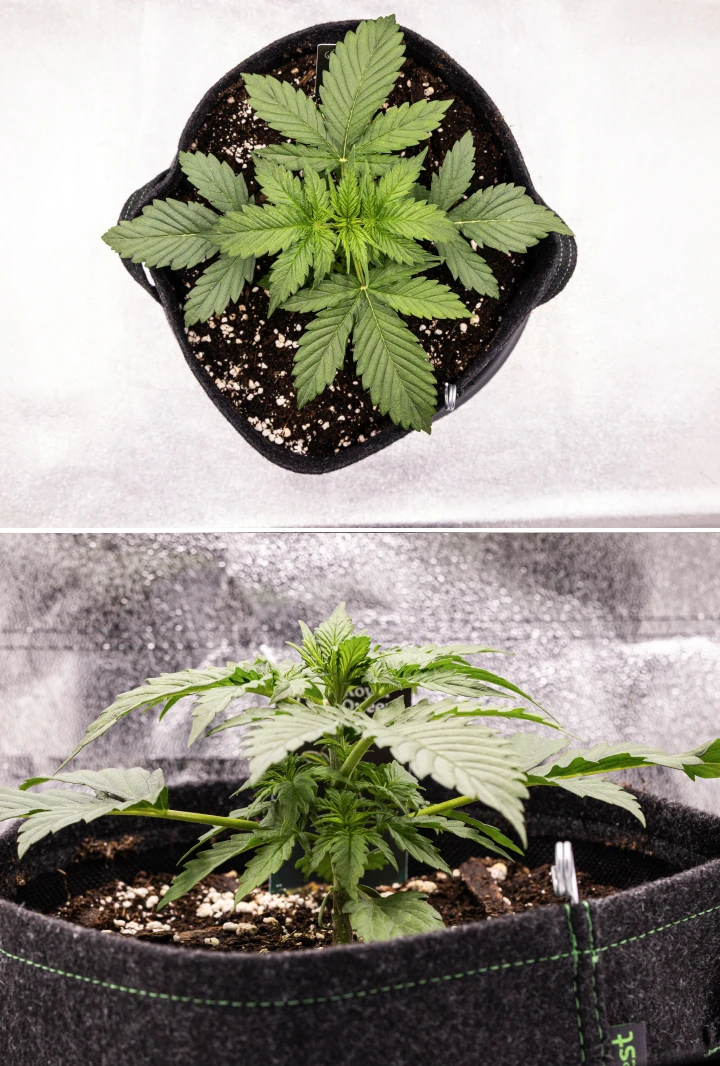 Atlas F1 Grow Report: Week 2 Vegetative Growth Atlas F1 cannabis plant growing in a fabric pot during week 2 of the grow report, showing healthy vegetative growth, broad green leaves, soil with perlite, and a compact plant structure.