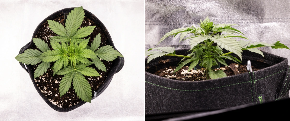 Atlas F1 Grow Report: Week 2 Vegetative Growth Atlas F1 cannabis plant growing in a fabric pot during week 2 of the grow report, showing healthy vegetative growth, broad green leaves, soil with perlite, and a compact plant structure.