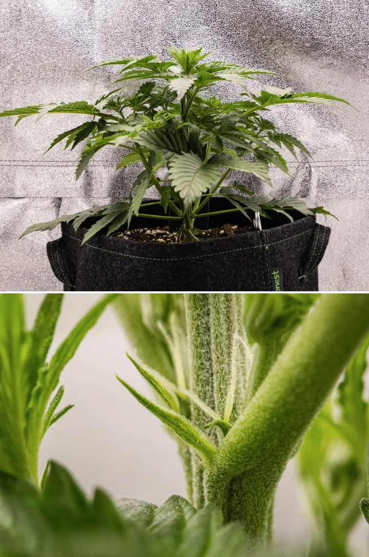 Atlas F1 Grow Report: Week 3 Early Flowering Atlas F1 cannabis plant growing in a fabric pot during week 3 of the grow report, showing compact growth, early flowering signs, white pistils, and healthy green foliage.