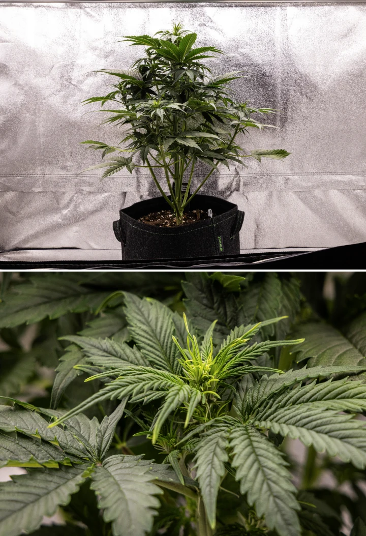 Atlas F1 Grow Report: Week 4 Flowering Stretch Atlas F1 cannabis plant growing in a fabric pot during week 4 of the grow report, showing strong vertical growth, early bud formation, healthy green leaves, and visible flowering sites.