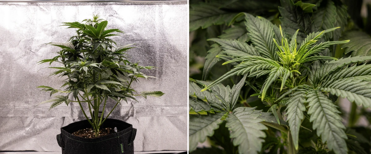 Atlas F1 Grow Report: Week 4 Flowering Stretch Atlas F1 cannabis plant growing in a fabric pot during week 4 of the grow report, showing strong vertical growth, early bud formation, healthy green leaves, and visible flowering sites.