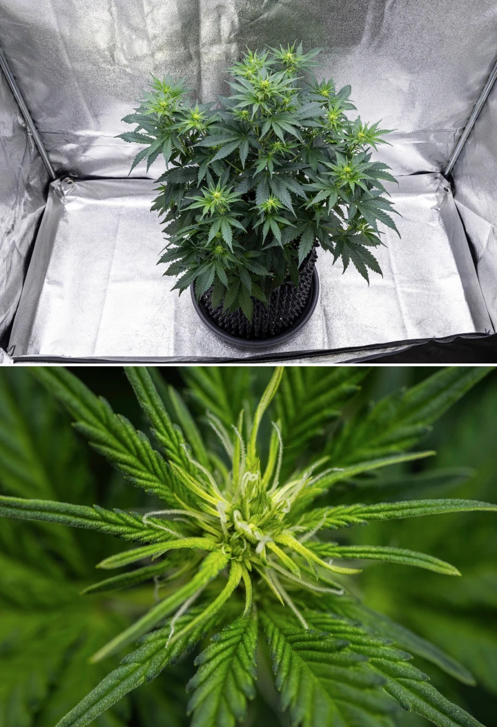 Atlas F1 Grow Report: Week 5 Bud Development Atlas F1 cannabis plant growing in a fabric pot during week 5 of the grow report, showing multiple flowering sites, developing buds, white pistils, and healthy green foliage.