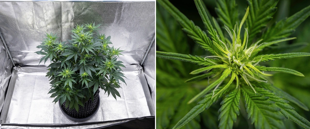 Atlas F1 Grow Report: Week 5 Bud Development Atlas F1 cannabis plant growing in a fabric pot during week 5 of the grow report, showing multiple flowering sites, developing buds, white pistils, and healthy green foliage.