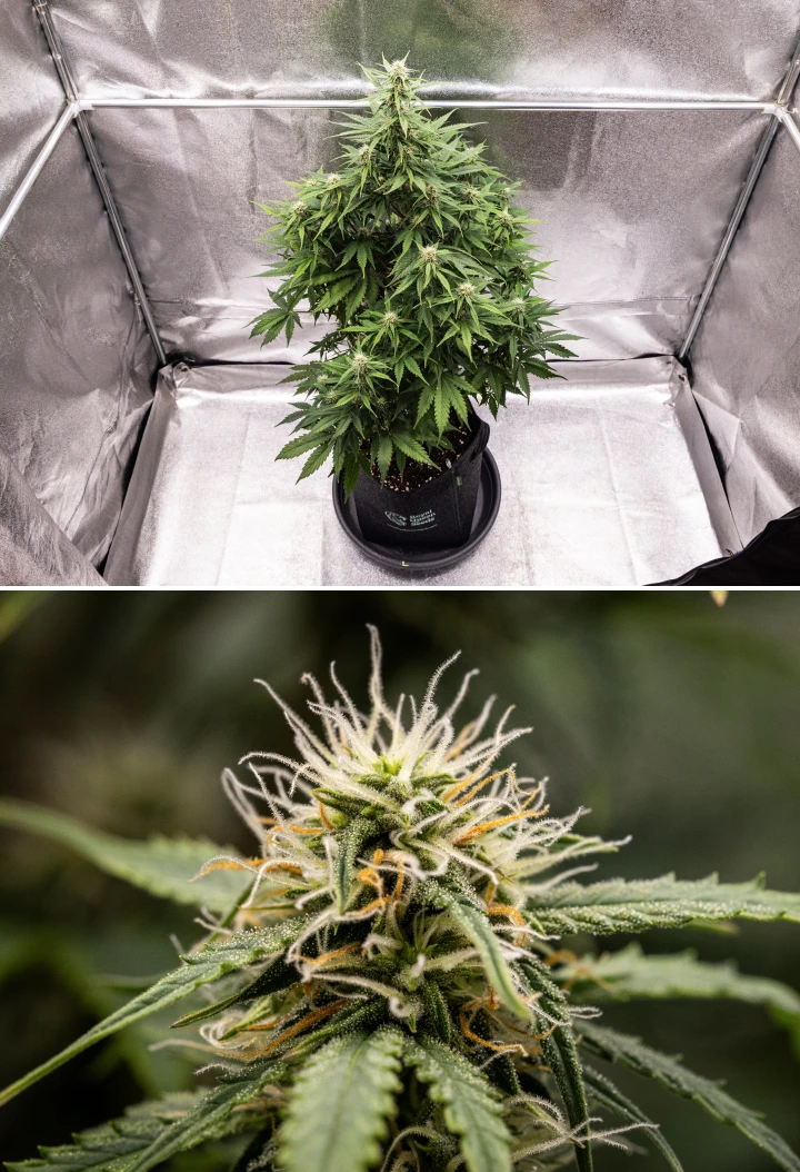 Atlas F1 Grow Report: Week 6 Resinous Buds Atlas F1 cannabis plant growing in a fabric pot during week 6 of the grow report, showing dense bud development, white and orange pistils, resinous trichomes, and healthy flowering growth.