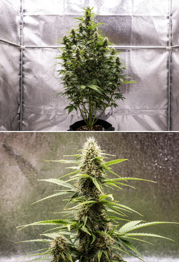 Atlas F1 Grow Report: Week 7 Mature Buds Atlas F1 cannabis plant growing in a fabric pot during week 7 of the grow report, showing mature bud development, resinous flowers, orange pistils, and a tall central cola.