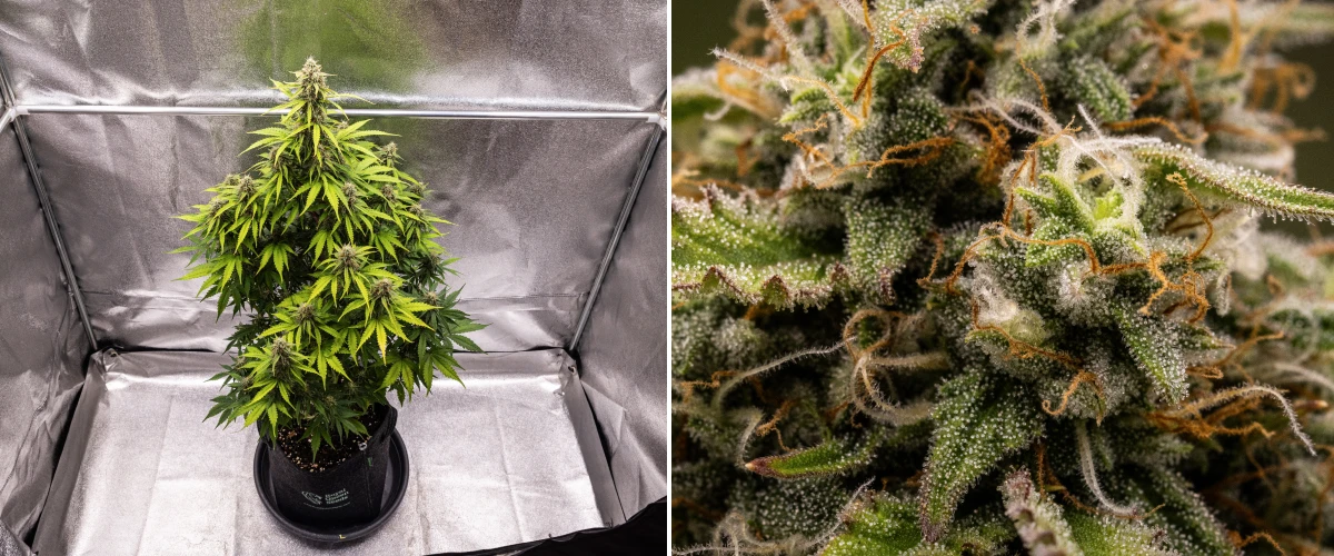 Atlas F1 Grow Report: Week 8 Harvest-Ready Buds Atlas F1 cannabis plant growing in a fabric pot during week 8 of the grow report, showing frosty mature buds, dense trichome coverage, orange pistils, and harvest-ready flowering growth.
