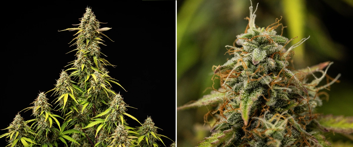 Atlas F1 Grow Report: Week 9 Final Ripening Atlas F1 cannabis plant during week 9 of the grow report, showing fully ripened buds, dense trichome coverage, orange pistils, fading leaves, and mature flowering growth.