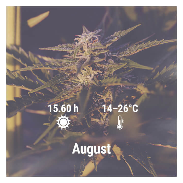 How To Grow Cannabis Outdoors In Germany, August