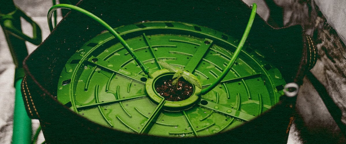 Automated Irrigation: Drip System Image Cannabis plant stem in a drip irrigation system, illustrating automated watering with a simple hose setup on a dark green background, ideal for cannabis irrigation guides.