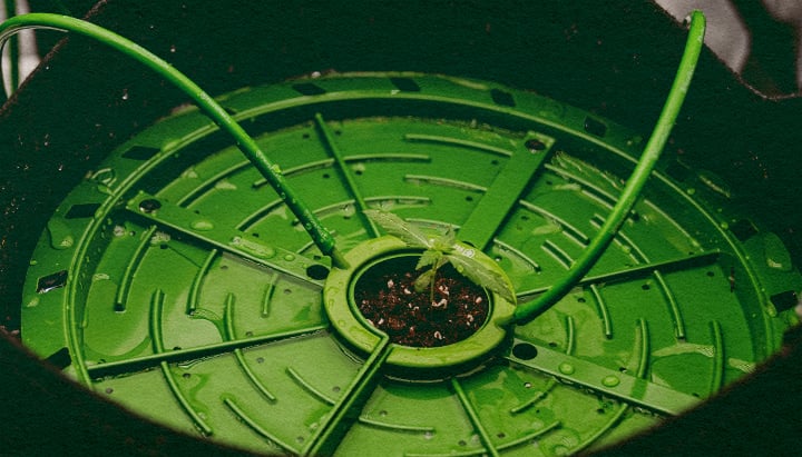 Automated Irrigation: Drip System Image Cannabis plant stem in a drip irrigation system, illustrating automated watering with a simple hose setup on a dark green background, ideal for cannabis irrigation guides.