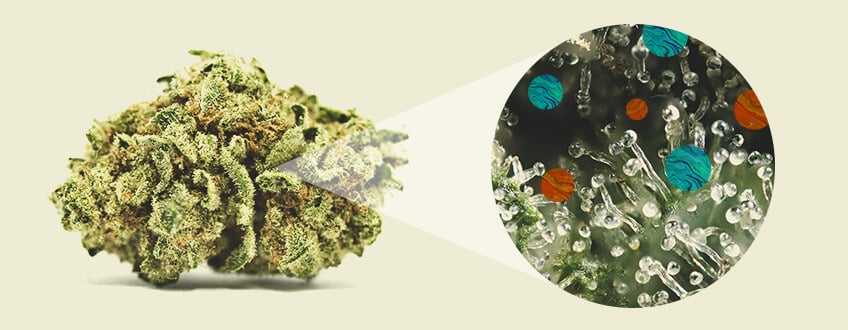 How Is BHO Extracted? How Is BHO Extracted?