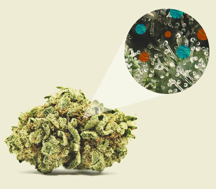 How Is BHO Extracted? How Is BHO Extracted?