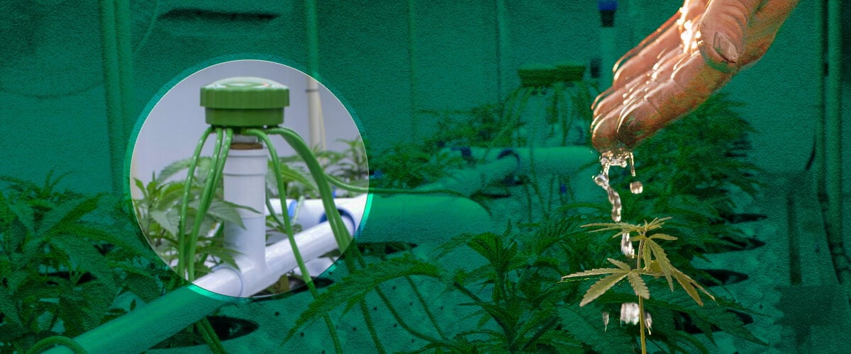 Cannabis Grow Tent Watering: Basic Methods Visualized Basic cannabis watering options for grow tents: See examples of hand watering, top feeding systems, and drip irrigation methods for your indoor cannabis garden.
