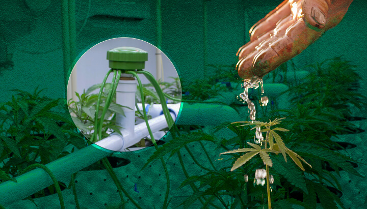Cannabis Grow Tent Watering: Basic Methods Visualized Basic cannabis watering options for grow tents: See examples of hand watering, top feeding systems, and drip irrigation methods for your indoor cannabis garden.