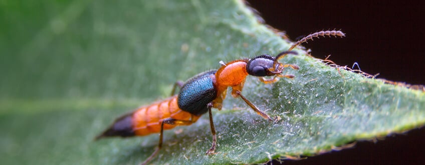 Rove Beetles