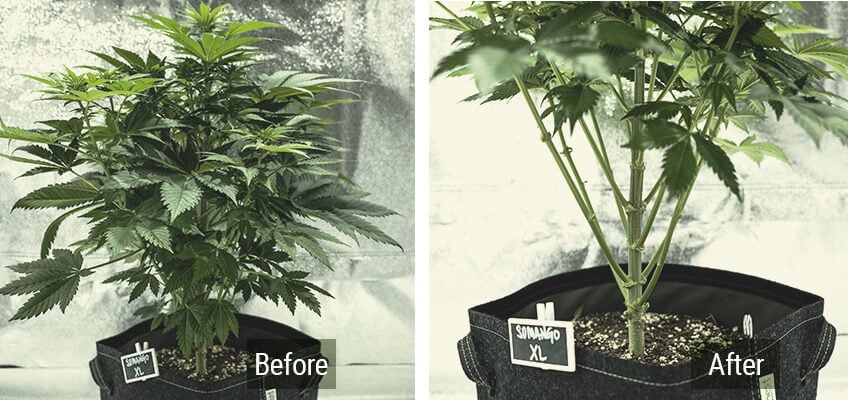 Lollipopping Cannabis Plant Before and After