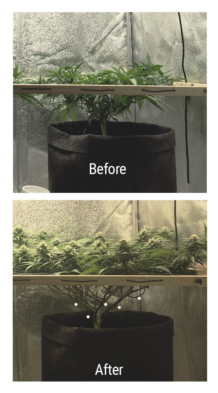 Lollipopping Cannabis Plant