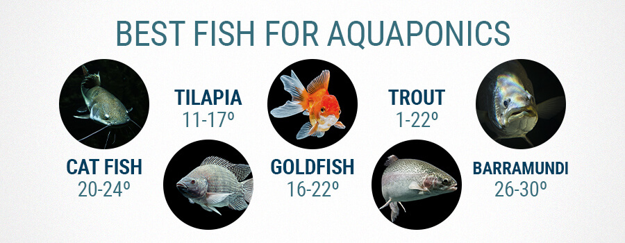 Best Fish For Aquaponics And Cannabis