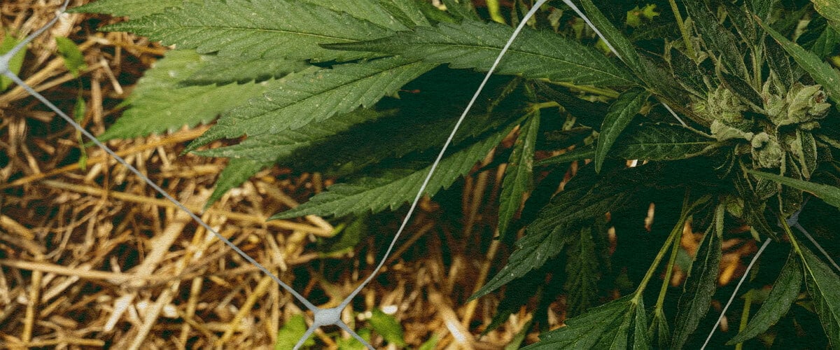 Better Insulation: Mulch for Cannabis Growth Cannabis plant with mulch and netting, showcasing soil insulation for temperature control and water retention, ideal for cannabis growing efficiency tips.
