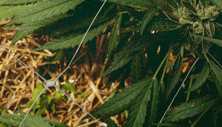 Better Insulation: Mulch for Cannabis Growth Cannabis plant with mulch and netting, showcasing soil insulation for temperature control and water retention, ideal for cannabis growing efficiency tips.