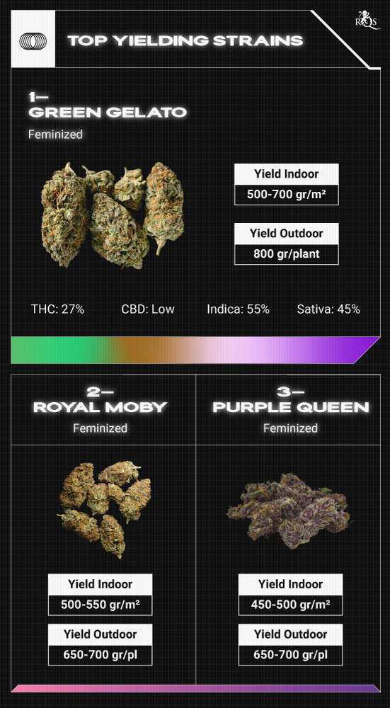 Top RQS Bigger Yield Strains