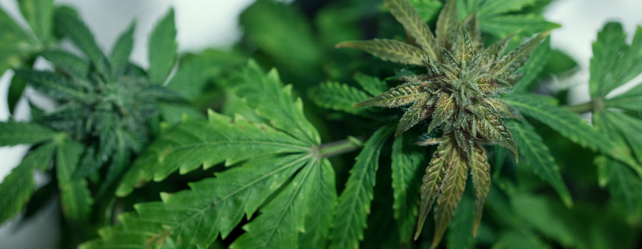 Boron deficiency cannabis plant