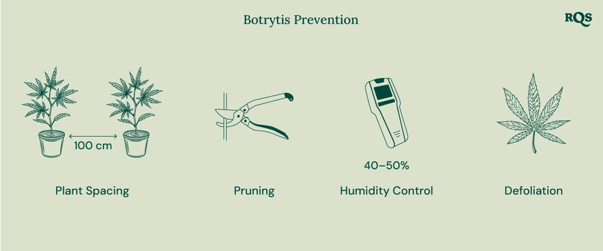 How to treat botrytis in cannabis How to treat botrytis in cannabis