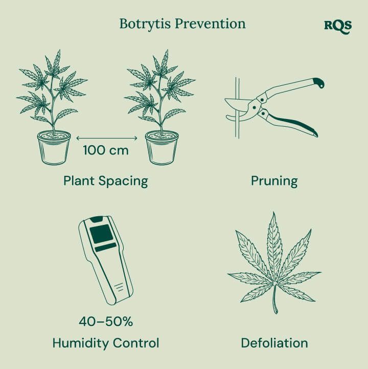 How to treat botrytis in cannabis How to treat botrytis in cannabis