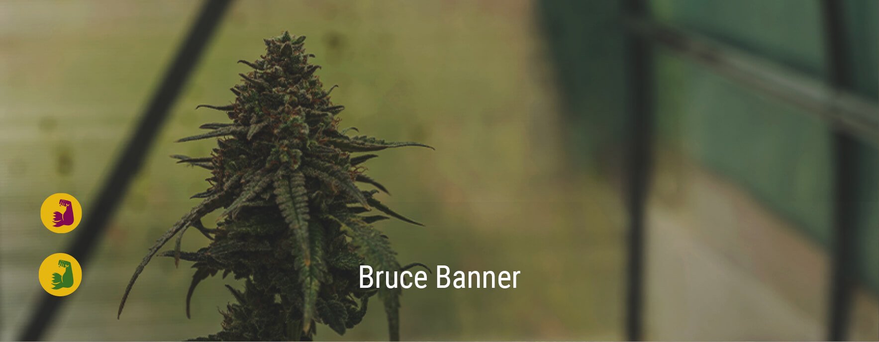 Bruce Banner