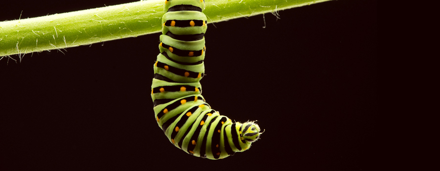 caterpillar cannabis