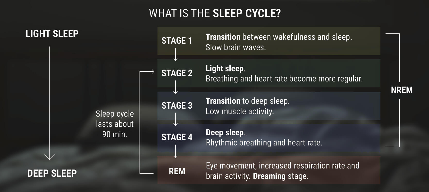 What Is The Sleep Cycle? What Is The Sleep Cycle?