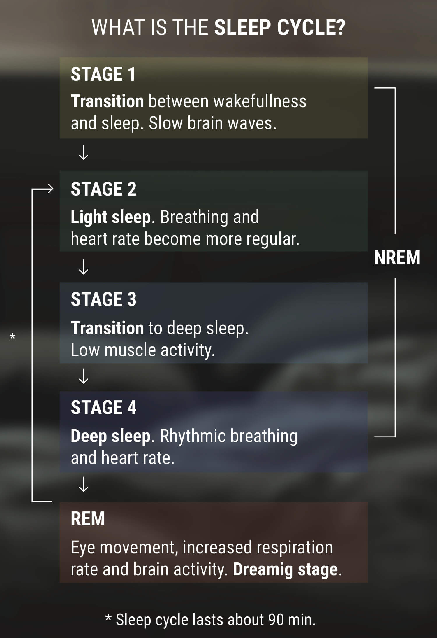 What Is The Sleep Cycle? What Is The Sleep Cycle?