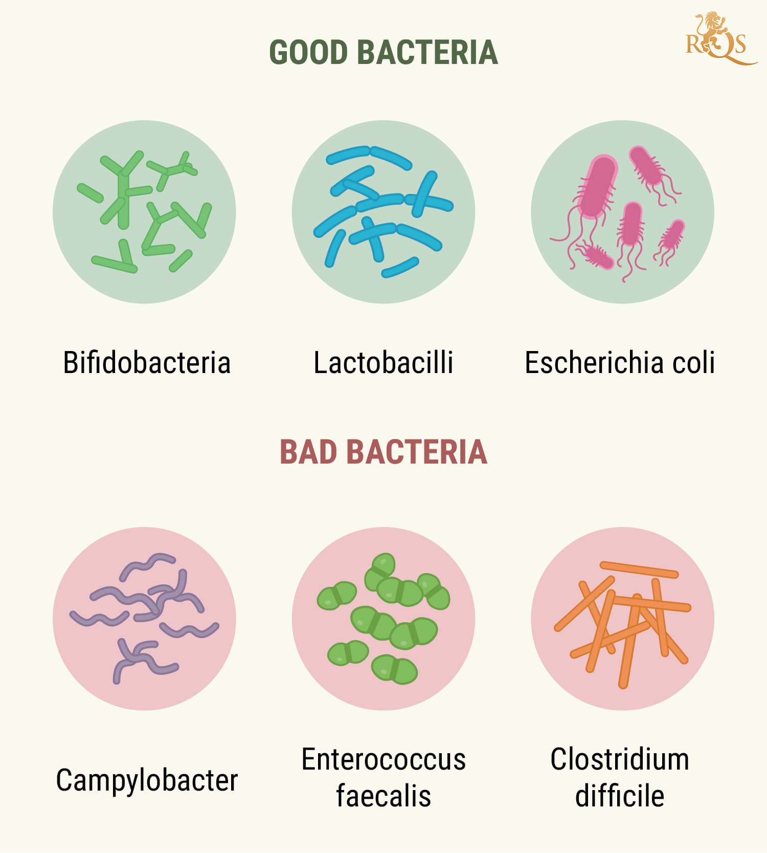 How Your Digestive System Works How Your Digestive System Works