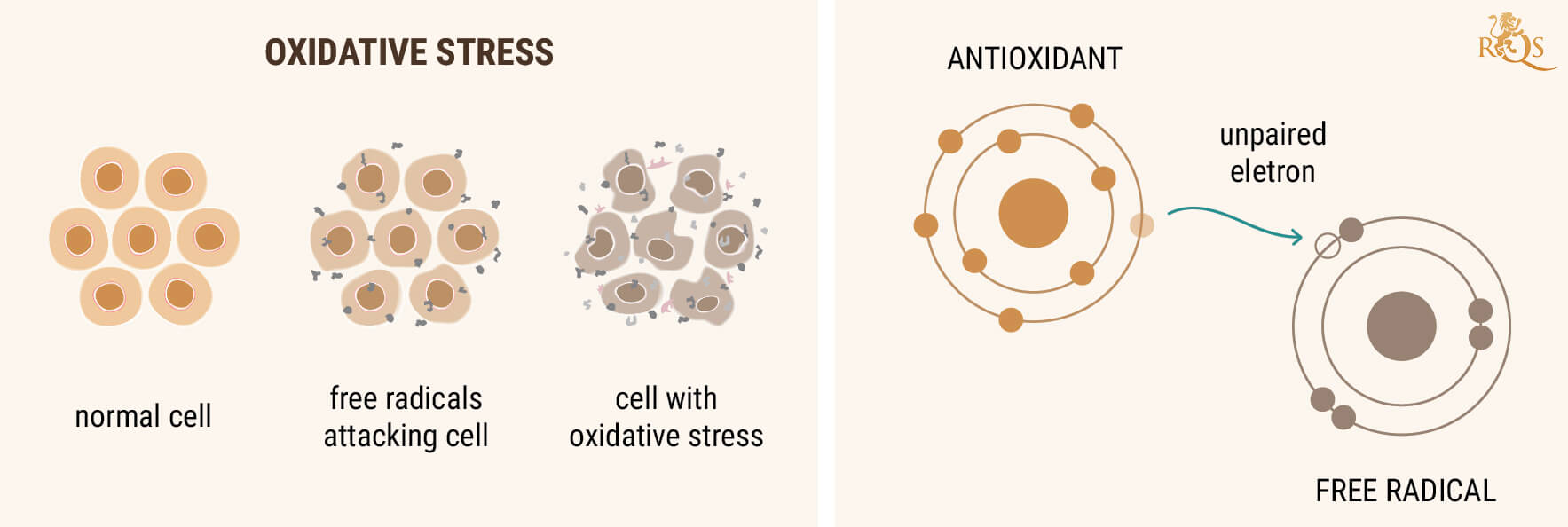 CBD OIL AS AN ANTIOXIDANT